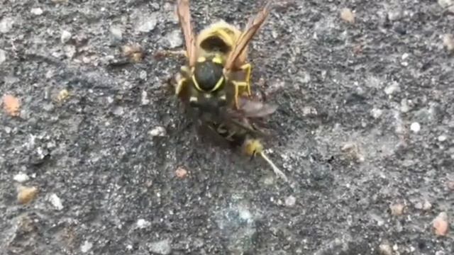 Хищная оса. смотреть онлайн