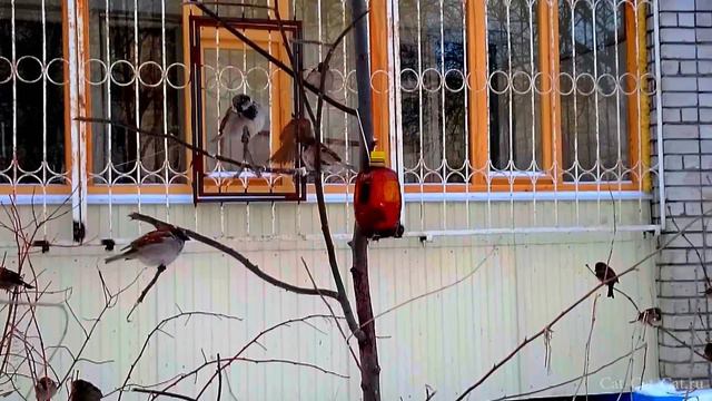 Воробьи и кормушка смотреть онлайн