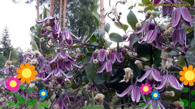 Клематис гибридный Джан Фопма. Краткий обзор, описание характеристик clematis Jan Fopma смотреть онлайн