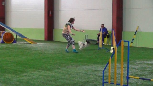 Нечаева Юлия и папильон. Личное аджилити смотреть онлайн