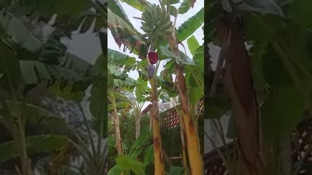 Я раньше никогда не видела цветы банана 🤭 смотреть онлайн