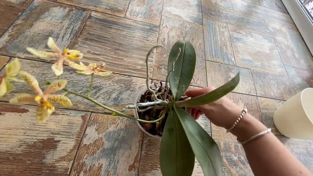 Phal.Bronze maiden (schilleriana x manni black). смотреть онлайн