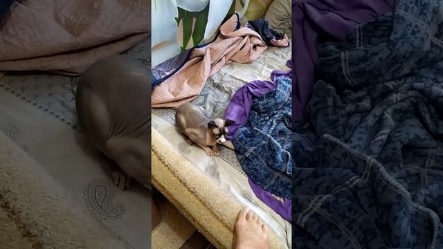Лысый кот сфинкс в ярости от ноги человека на диване смотреть онлайн