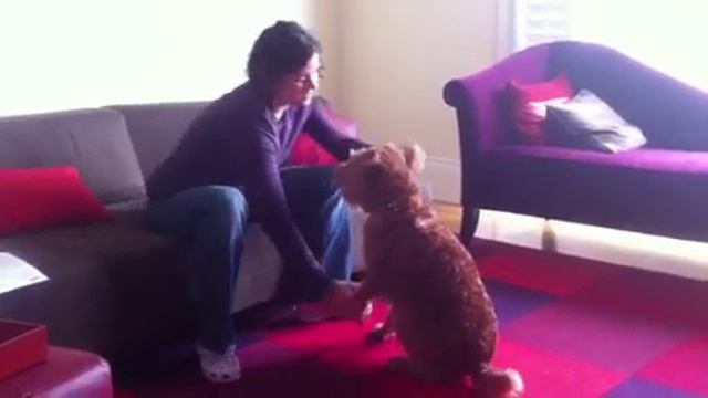 Irish terrier dog tricks смотреть онлайн