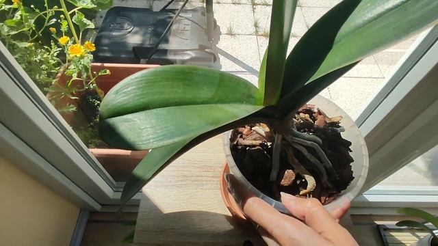 Какие комнатные цветы можно держать на солнечной стороне? смотреть онлайн