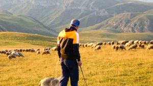 Пасу овец на сочной зелёной траве,Sheep grazing on lush green grass