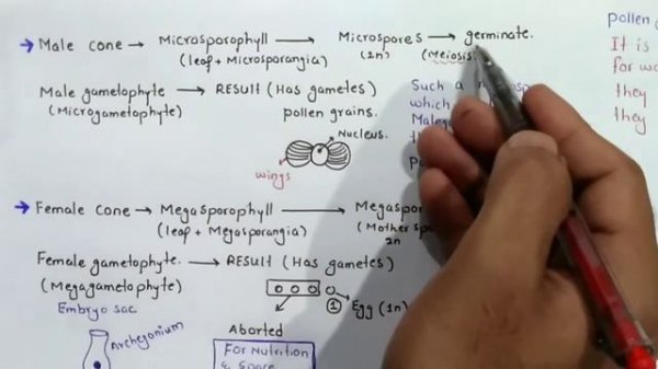Life cycle of pinus | gymnosperms Characteristics | Class 11 Biology