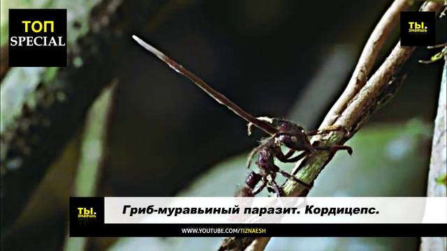 Зомби реально существуют!! Доказательство существования зомби!! смотреть онлайн