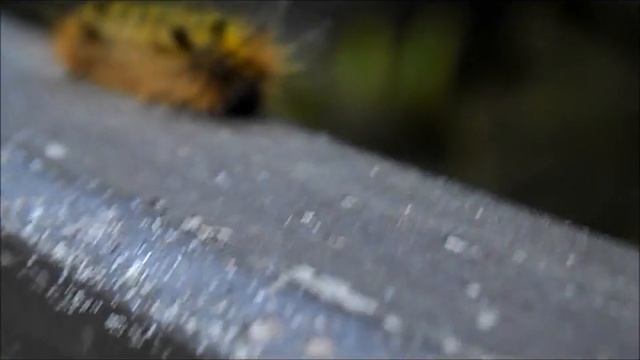 Friendship-my first video. смотреть онлайн