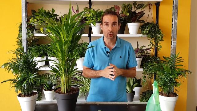 Cuidados De La PALMA ARECA. QUÉ HACER Para Que NO Se SEQUEN LAS HOJAS De Las PLANTAS TROPICALES.