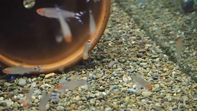 TOP 5 Tetra's for YOUR AQUARIUM! смотреть онлайн