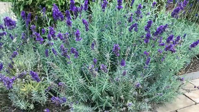 Лаванда. Ландшафт на Волге. Ландволга. Лаванда в саду. Лаванда на участке. Лаванда в ландшафте смотреть онлайн