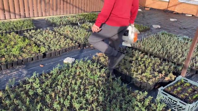 Осенние работы в питомнике. Обработка удобрениями. Как растения будут зимовать? смотреть онлайн