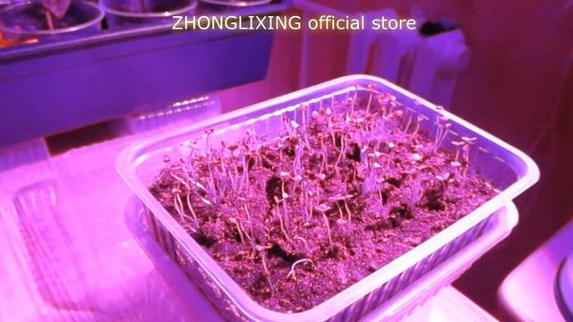 Лампа для роста рассады с Aliexpress . Магазин: ZHONGLIXING Official Store.