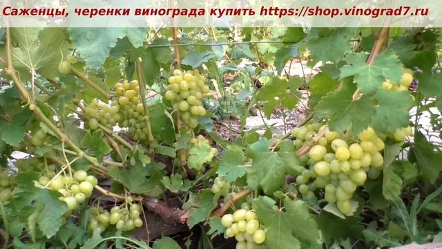 Пузенко Наталья Лариасовна, виноград для всех