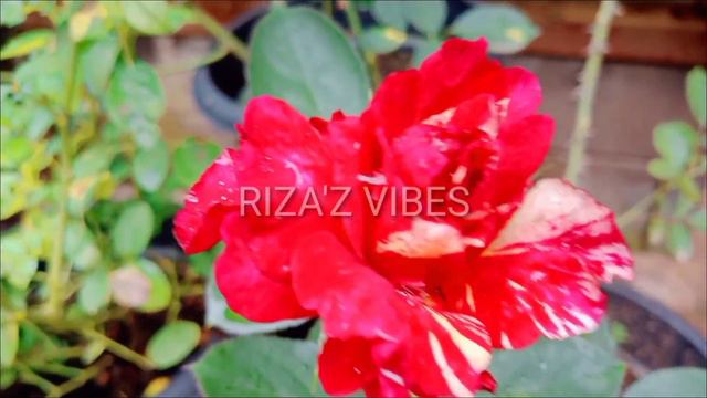 Maurice Utrillo Rose/RIZA'Z VIBES 💚