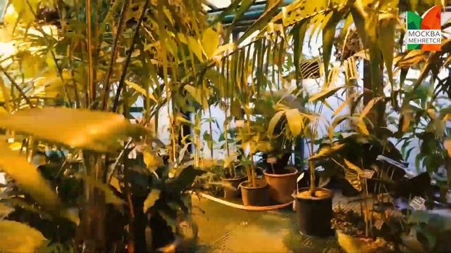 Гуляем в тропиках в центре Москвы | Аптекарский огород МГУ смотреть онлайн