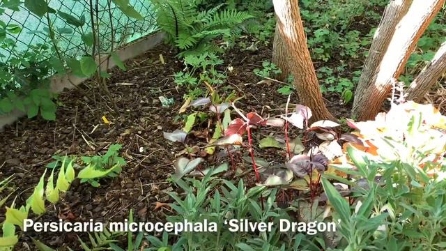 La Palmeraie update 29/05/2020 - bambou special смотреть онлайн