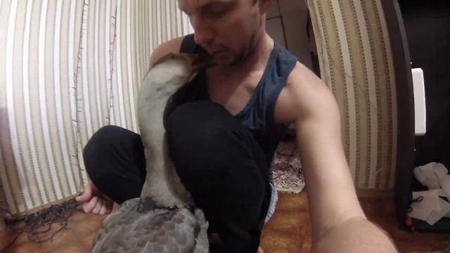 Дрессированный гусь - Харвистер. смотреть онлайн