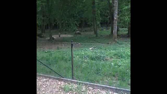 Grotte de Han смотреть онлайн