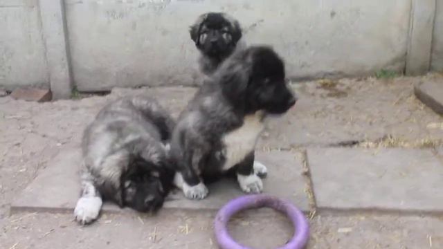 МАЛЕНЬКАЯ СЕМЕЙКА КАВКАЗЯТ. смотреть онлайн