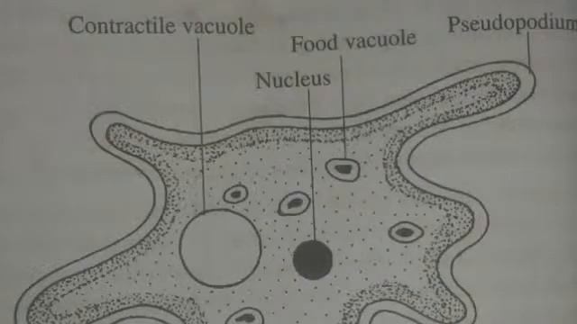 Discuss about amoeba proteus . It's morphology ,locomotion,digestion, osmoregulation, reproduction смотреть онлайн