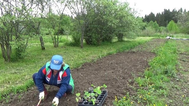 НА ДАЧЕ. МОИ СЕКРЕТЫ ПО ПОСАДКЕ ОГУРЦОВ. смотреть онлайн