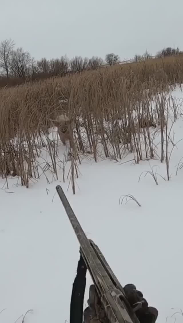 Зверь напал на охотника #shorts смотреть онлайн