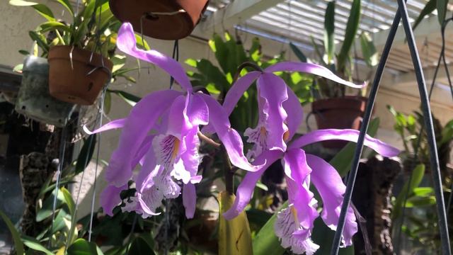 Cali Orchid - Cattleya maxima смотреть онлайн