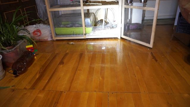 чилийская белка ест мел, бегает в колесе №9 =8.11.18г. смотреть онлайн