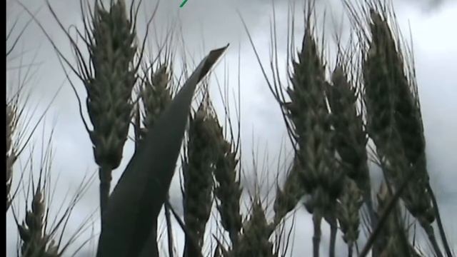 Поле пшеницы смотреть онлайн