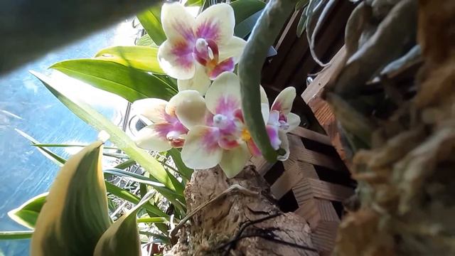 Orchidarium - Doritaenopsis Tess смотреть онлайн