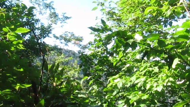 Класный Поход в Дремучий Лес (4)