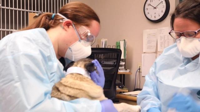 Oncology at BluePearl смотреть онлайн