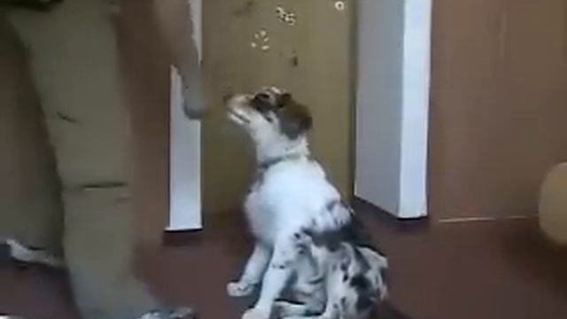Кликер-дрессировка собак: 4)Сидеть смотреть онлайн