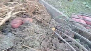 Обзор картофеля сорта Ред Скарлет. Картофель без прополки и окучивания.