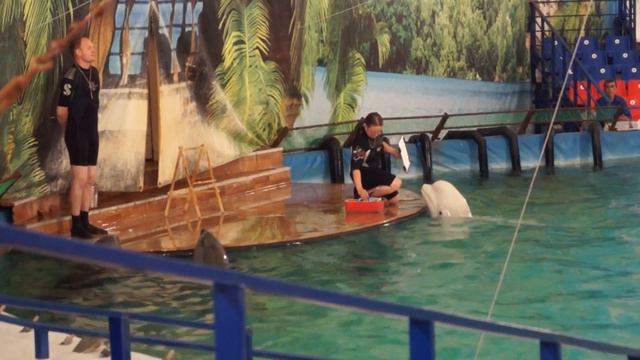 Дельфинарий ВВЦ (часть 1) смотреть онлайн