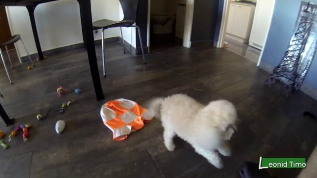 Мини пудель или пудель карликовый. смотреть онлайн