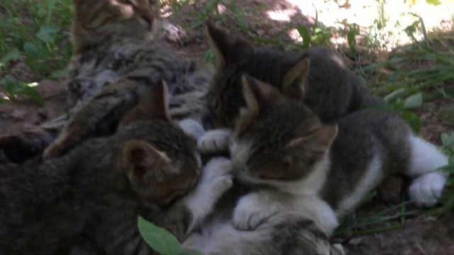 Уличная кошка родила котята у нас на огороде смотреть онлайн