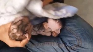 Спасение двух маленьких обезьян