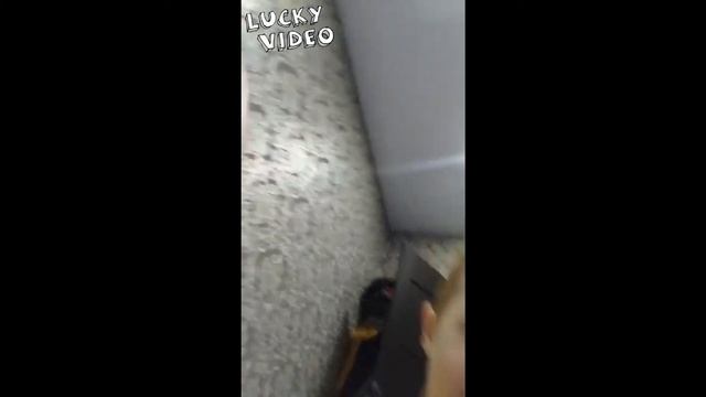 Стихотворение про Жучку! смотреть онлайн