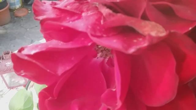 Как почистить тонкий кишечник в домашних условиях смотреть онлайн