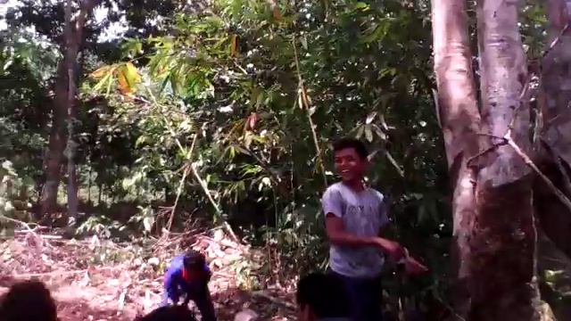 Naik Pohon Karet di Buper Karamaan Kuangan, Padang Batung, HSS смотреть онлайн