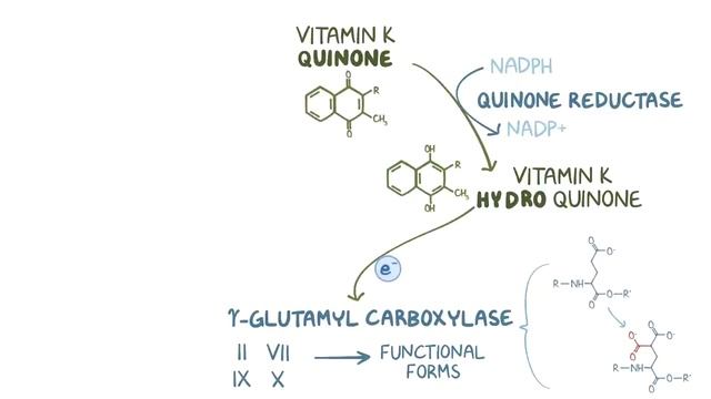 Vitamin K and hemostasis.mp4 смотреть онлайн
