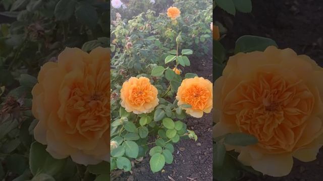 Роза «с пуговкой» ?Лич Туту?Биллс,,Великобритания смотреть онлайн