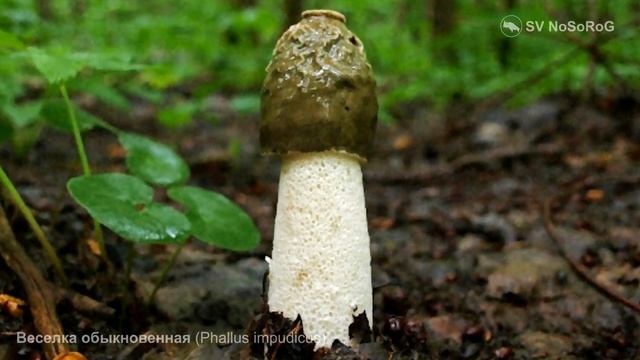 Веселка обыкновенная (Phallus impudicus) смотреть онлайн