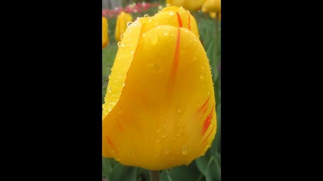 Тюльпаны Дарвиновы гибриды смотреть онлайн