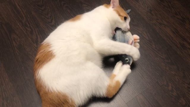 Лучшая игрушка для кота Живая рыба смотреть онлайн