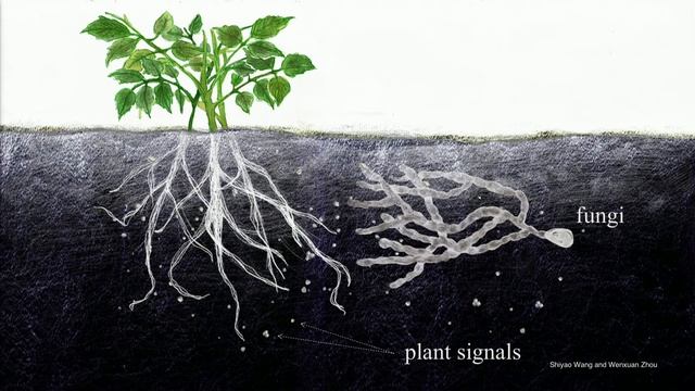 How fungi recognize (and infect) plants | Mennat El Ghalid смотреть онлайн
