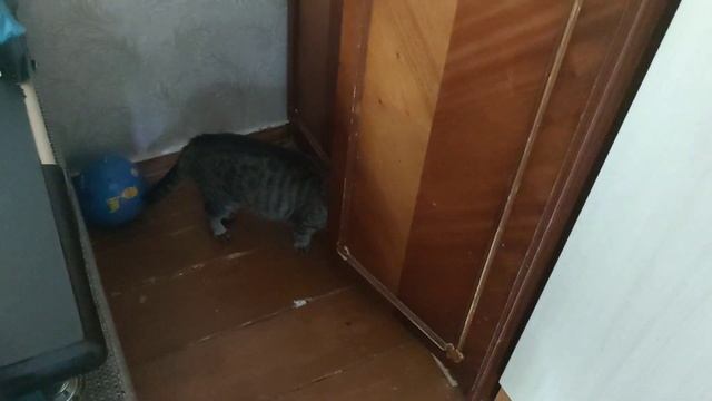 Vlog: Уборка за домом. Кошка прячет котят. Вечерние караси. смотреть онлайн